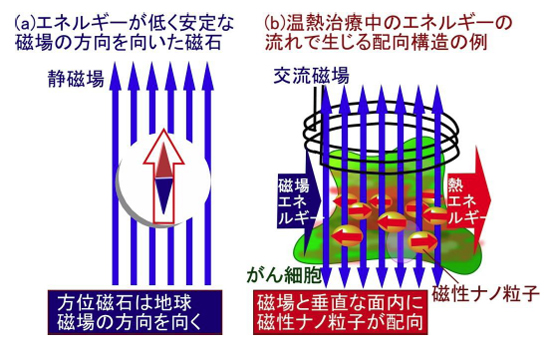 「プレス資料中の図3 : 日常の磁石とがん温熱治療中に生じると考えられる配向構造の一例 (a)地球磁場の方向を向く方位磁石、(b)及び異方性磁場より弱い強度の高周波磁場を照射した際に形成される、強磁性ナノ粒子が磁場と垂直な面内に揃って配向した定常的な構造を模式的に示す。」の画像