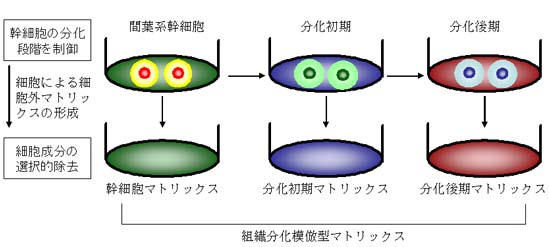 「幹細胞が分化する際の細胞外マトリックスを模倣した「組織分化模倣型マトリックス」の作製」の画像