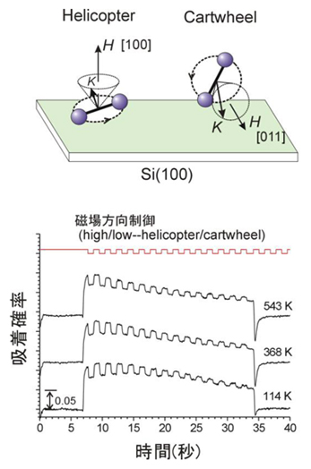「プレス資料中の図3: 磁場による酸素分子の分子軸方向の制御(上)。Si(100)表面への酸素分子吸着確率の時間変化。制御信号に従って酸素分子軸の向きを変化させると吸着確率が大きく変化する様子が示されている(下)。」の画像