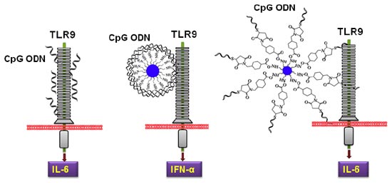 「プレス資料中の図3 : CpG ODNのナノ粒子による効果の変化。遊離のCpG ODN分子はTLR9と相互作用してインターロイキン6 (IL-6)を誘導する(左図)。シリコンナノ粒子(青丸)に静電的に結合させたCpG ODNはインターフェロン(IFN)を誘導するようになる (中央図) 。シリコンナノ粒子に一端のみを結合したCpG ODNは遊離のCpG ODNと同様にIL-6を誘導する (右図) 。」の画像