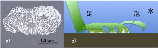 「プレス資料中の図2 : (a)水中固定しているハムシの足裏写真 (裏側から撮影) 。 黒色はハムシの足 (接着性剛毛) 、白色は泡。 (b)泡を利用して足裏を水中固定する機構の模式図。」の画像
