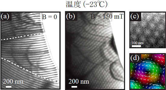 「プレス資料中の図3: ローレンツ電子顕微鏡によって観察した磁気構造(a)ゼロ磁場のストライプ (らせん) 構造。点線は結晶粒界を示す。(b)デバイスに垂直に150mTの磁場を印加して生成したスキルミオン結晶。(c)スキルミオン結晶の拡大図。(d)単一スキルミオン中の磁化分布。カラーと矢印はスキルミオン中の電子スピンの向きを示す。」の画像