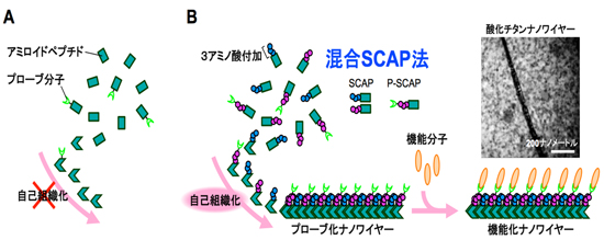 「図2.アミロイドペプチド自己組織化によるナノワイヤー形成A)従来の手法では限界、B)混合SCAP法により形成されるナノワイヤー。」の画像