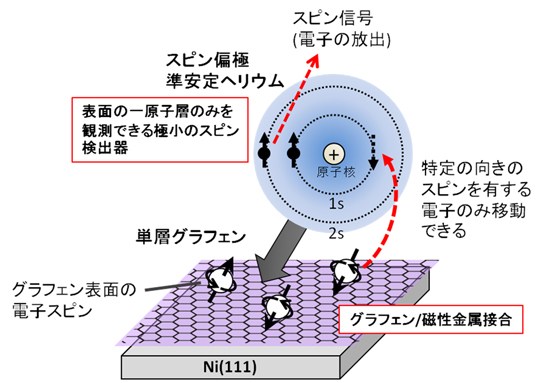 「プレス資料中の図1:実験手法の概念図。低速のスピン偏極準安定ヘリウムを試料表面に照射するとヘリウムは内部へと侵入することなく表面で跳ね返される (このため表面情報のみを検出できる) 。」の画像
