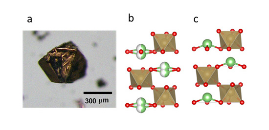 「プレス資料中の図1: (a) オスミウム酸リチウムの結晶の光学顕微鏡写真と、 (b) その結晶構造の模式図 (常温と (c) マイナス130℃以下の極低温) 。緑/白丸は熱的に乱れたリチウムイオンの平均位置 (2つに分離している) 、緑丸はリチウムイオン、赤丸は酸素イオン、八面体の中心部分にオスミウムイオンがある。」の画像
