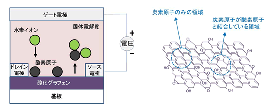 「プレス資料中の図1 (左)  : 酸化グラフェンのバンドギャップを制御するための素子構造。プレス資料中の図2 (右)  : 酸化グラフェンの結晶構造。蜂の巣状に炭素原子が結合したグラフェン構造に酸素原子(O)が結合している。」の画像