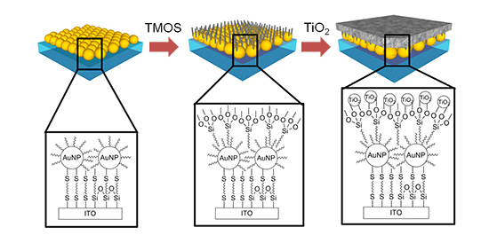 「プレス資料中の図1: 新型光触媒の模式図 新型光触媒は3層構造になっている。 (i) アルカンチオール分子で被覆された36ナノメートル (10億分の1メートル) の金ナノ粒子を平坦なITO基板上に配列させる。 (ii) TMOS分子層を形成。TMOS分子の一方は疎水性で金ナノ粒子上に固定化され、他方は親水性で酸化チタンが結合することができる。TMOS分子層の厚さは1ナノメートル。(iii)最後に、酸化チタン微粒子層を形成。」の画像
