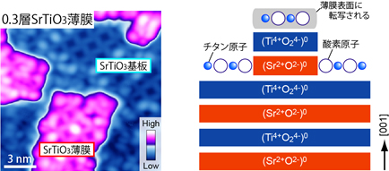 「プレス資料中の図3 :  (左) 0.3層のSrTiO3薄膜堆積後の走査トンネル顕微鏡像(15 nm × 15 nm)。SrTiO3薄膜領域 (紫色) では、下部のSrTiO3基板 (青色) と同一の原子配列が観測されている。 (右) SrTiO3薄膜形成における成長モデル。SrTiO3基板表面に存在したTiO2層が薄膜表面に転写する。」の画像
