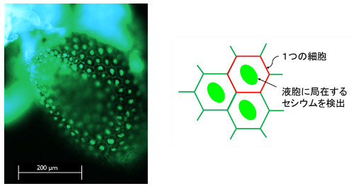 「プレス資料中の図1 : シロイヌナズナ子葉の蛍光イメージ (セシウムグリーンメタノール溶液滴下) 。細胞内の液胞と考えられる部位から明るい蛍光が観測されました。」の画像
