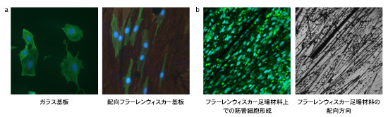 「プレスリリースの図2 : 　フラーレンウィスカー足場材料上での細胞挙動。a. ガラス基板上とフラーレンウィスカー足場材料上で伸長した細胞の蛍光顕微鏡観察像。b. フラーレンウィスカー足場材料上で形成した筋管細胞の蛍光顕微鏡観察像。蛍光染色した筋管細胞 (左) とその下にあるフラーレンウィスカー (右) 。フラーレンウィスカーが斜めに配向している方向にそって筋管細胞も斜めに配向している様子が認められる。」の画像