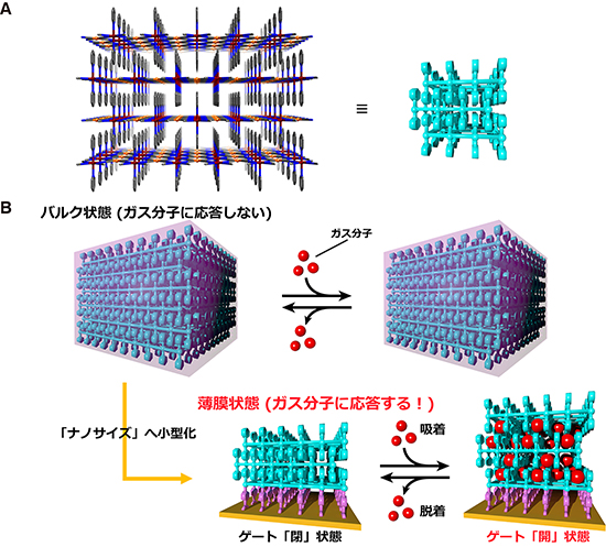 「(A) 研究に使用した二次元層状ホフマン型MOFの結晶構造 (左図、オレンジ色 : 白金、赤色 : 鉄、灰色 : 炭素、青色 : 窒素で表示) と簡略化した構造 (右図、水色で表示) 。(B) 結晶のサイズの変化によるガス分子に対する応答性の変化。バルク状態 (上図) のMOF結晶ではガス分子 (赤い球) が存在しても全く応答が見られないが、このMOFをナノメートルサイズの薄膜へと小型化した場合 (下図) 、ガス分子を取り込むように構造が変化する (動き出す) ことが分かった。」の画像