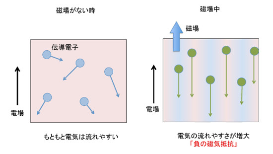 「プレスリリースの図3: 今回見出した負の磁気抵抗効果のモデル図。磁場の無い左図では、伝導電子は電場の逆方向以外にも動ける。ところが、磁場のかかった右図の状態になると電子の軌道が再編成され、電場方向に対しより動きやすくなる。 このような状態は、物質の純度が極めて良い場合にのみ見られる。今回のパラジウム-コバルト酸化物では、 パラジウム伝導面に対し垂直方向に磁場をかけた。」の画像