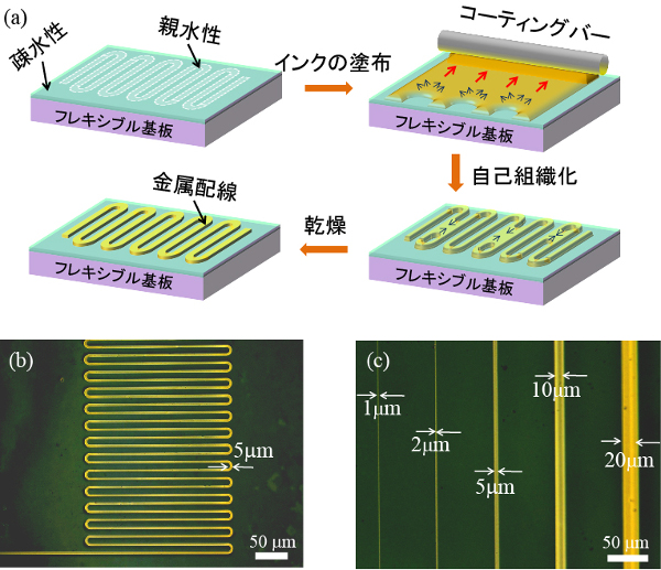 「プレスリリースの図1 : 　選択的塗布技術による微細配線の形成。(a) 選択的塗布技術の模式図。PVUV照射によって親水化した部分にのみ金属インクを塗布する。(b) 選択的塗布によって形成した線幅5ミクロンの金属配線。(c) 異なる線幅で形成した配線。1ミクロンの線幅も可能。」の画像