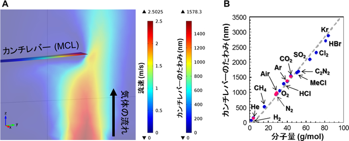 「プレスリリースの図1 : A) 有限要素解析によるシミュレーション結果。MCLに対して下方向から気体試料を吹きかけている。B) 様々な気体試料の分子量とMCLのたわみの関係。灰色の破線で示す解析解と赤丸の実験値、青丸のシミュレーション値が良く一致している。」の画像