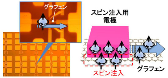 「プレスリリースの図2 : 　スピンを用いた演算素子のイメージグラフェンをスピン輸送材料に用いた素子の例です。同素子では、右図のようにスピン注入用の電極とグラフェンの接合を用いてグラフェン内部を流れる電子のスピンの向きを制御します。」の画像