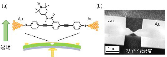 「プレスリリースの図1. (a) MCBJ法を用いて形成した有機ラジカル (TEMPO-OPE) 単分子接合の模式図。 (b)実験に用いた金電極の走査型電子顕微鏡図。(a)に示す基板下部に設置した可変ロッドによって電極間距離を精密に制御できる。電極の破断と接合を繰り返すことで一つの有機分子を電極間に架橋することができる。」の画像