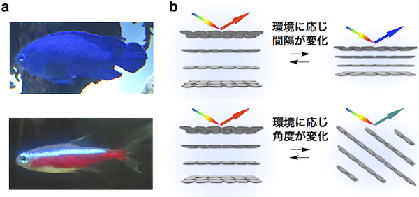 「プレスリリースの図1. 動的フォトニック構造体a : 動的フォトニック構造体の構造色を変えることにより、体色を自在に制御する魚。環境に応じ、ルリスズメダイ (上) はフォトニック構造体の「間隔」を、ネオンテトラ (下) はフォトニック構造体の「角度」を変える。b : 水に分散した微量の酸化チタンナノシートを、数百nmの周期で規則正しく配列させることにより構成される動的フォトニック構造体。温度・pH・磁場などの環境の変化に応答し、体色を制御する魚のようにナノシートの間隔や角度を変えることで、瞬時に構造色を変えることができる。」の画像
