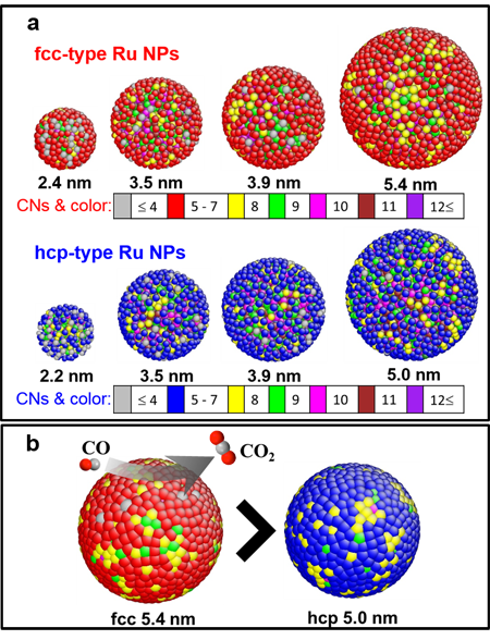 「プレスリリースの図1:  面心立方格子構造(fcc)タイプのRuナノ粒子と六方最密充填構造(hcp)タイプのRuナノ粒子の原子スケールの逆モンテカルロ(RMC)モデリングの結果から推定した原子配列の3次元外観図。(a) 各粒子サイズの外観図。 (b) fccタイプのRu 5.4 nmとhcpタイプのRu 5.0 nmの3次元粒子外観図。ここで色の違いは違う原子の配位数の違いを示している。fccタイプの図では、赤、黄色、緑の順番で配位数は大きくなり、hcpタイプの図では、青、黄色、緑の順番で配位数は大きくなります。」の画像