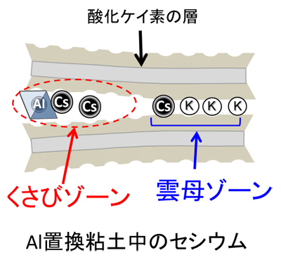 「プレスリリースの図3:  アルミニウム置換粘土の構造の模式図。「雲母ゾーン」と「くさびゾーン」の両方が存在するため、セシウムがどちらのゾーンに吸着されているかが問われていました。 (Cs : セシウム、K : カリウム、Al : アルミニウム) 」の画像