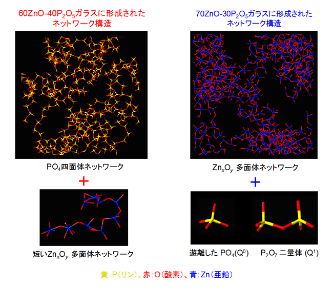 「プレスリリースの図2 : ネットワーク構造の変化ZnOの添加量が小さい60ZnO-40P2O5ガラスにおいてはPO4四面体がネットワークを形成しているが、ZnOの添加量が大きい70ZnO-30P2O5ガラスにおいてはPO4ネットワークが遊離した4ユニット (Q0) とP2O7二量体 (Q1) に分断され、代わりにZnxOy多面体によるネットワークが形成される。」の画像