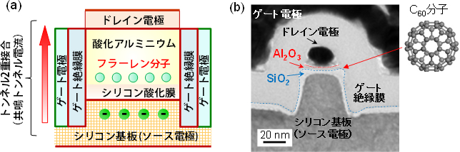 「プレスリリース中の図1 : (a) 分子を内包した縦型共鳴トンネルトランジスタの模式図。 (b)作製した試料断面の走査型トンネル電子顕微鏡像。個々の分子が孤立した状態でドレイン電極直下に形成された酸化アルミニウム(Al2O3)とシリコン酸化膜(SiO2)間に埋め込まれています。」の画像