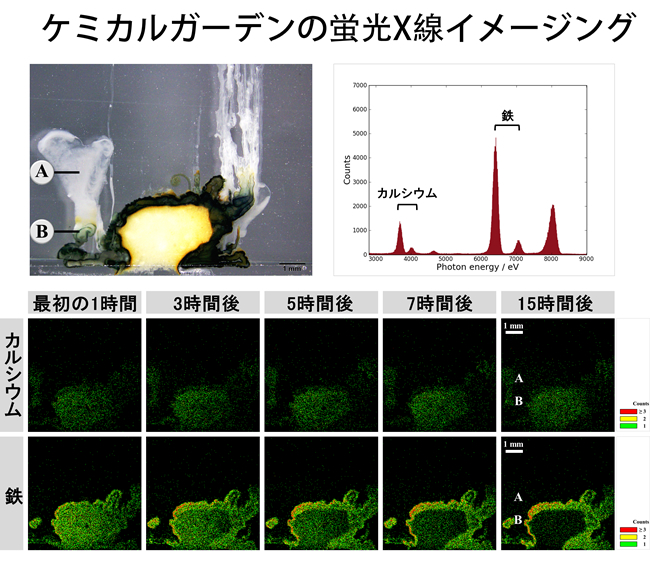 「プレスリリースの図 :  (左上) ケミカルガーデンの光学顕微鏡観察 (化学反応終了後)  (右上) ケミカルガーデン全体の蛍光X線スペクトル (化学反応終了後)  (下) ケミカルガーデンのカルシウムと鉄の蛍光X線動画イメージング」の画像