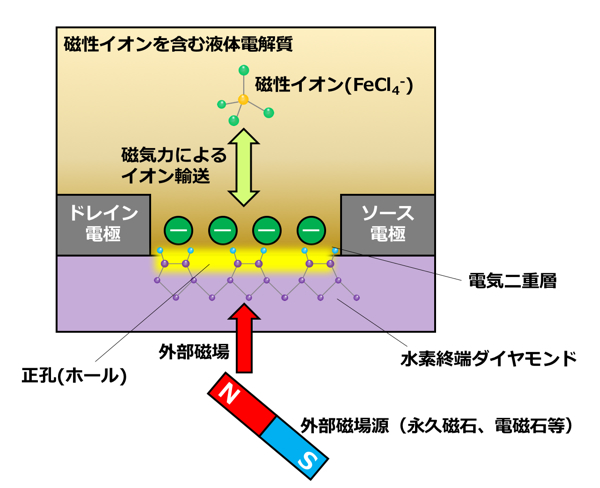 「プレスリリース中の図1 : 外部磁場を印加して、電解質内の磁性イオン (塩化鉄イオン) を輸送させることによってダイヤモンドの電気抵抗を制御する。」の画像