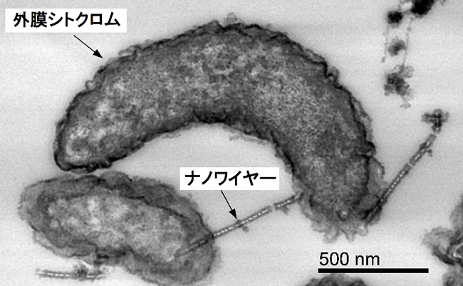 「プレスリリース中の図2 : 電子源欠乏条件における外膜シトクロム酵素の分布を示す透過型電子顕微鏡像。細胞の表面や細胞膜の延長であるナノワイヤー上に局在する外膜シトクロム酵素が染色されている。」の画像