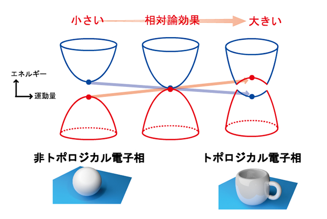 「プレスリリースの図1 : 本研究で観測された相対論効果によるトポロジカル相転移。相対論効果の大きさに依存した電子構造の変化。相対論効果が充分大きくなると電子構造の反転が発生する。この反転が起源となり、物質内部のトポロジーが変化して非トポロジカル電子相からトポロジカル電子相へ転移する。通常、相対論効果が小さく反転が起こる前が非トポロジカル電子相となり、相対論が大きく反転が起こったあとがトポロジカル電子相となる。」の画像