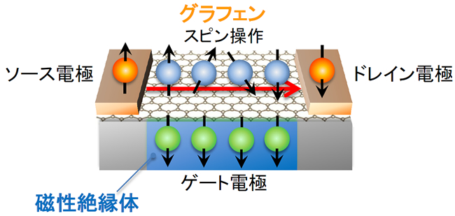 「プレスリリース中の図7 : グラフェンスピントランジスタの概念磁性絶縁体をゲート電極に用いてグラフェンのスピンを操作します。ソース電極からグラフェンに注入された電子のスピンは、ゲート電極を構成する磁性絶縁体のスピンと相互作用して磁性絶縁体のスピンと同方向に向きが変えられます。このようにゲート電極を利用してソース電極からドレイン電極に至るグラフェン内のスピンの流れを制御することでスピントランジスタとして動作します。」の画像