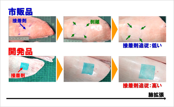 「プレスリリース中の図 : ブタ摘出肺に接着剤適用後、肺拡張時における接着剤の追従性比較」の画像