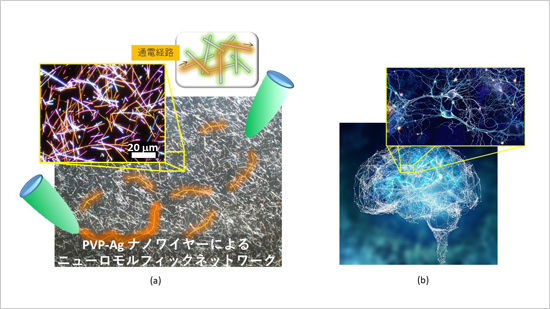 金属ナノワイヤーネットワークによる脳機能模倣技術 Nims