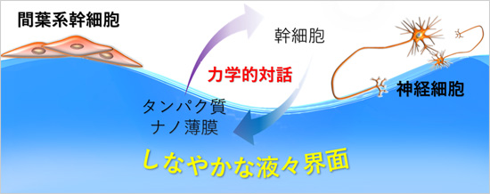 「プレスリリース中の図 : しなやかな液々界面が実現する間葉系幹細胞の神経分化誘導」の画像