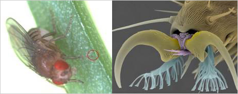 「プレスリリース中の図1 : キイロショウジョウバエの脚先 (赤丸部分) 。(b)脚先の拡大 (電子顕微鏡写真) 。水色 (赤丸部分) が「ハエ型」 (脚裏のヘラ状接着性剛毛) の接着構造。」の画像