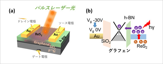 「プレスリリース中の図1 : (a)素子構造の模式図。グラフェン・h-BN・ReS2を積層し、ソース・ドレイン電極を配線。(b)電荷の蓄積プロセスを説明するバンド構造。電圧と光でグラフェン内に蓄積する電荷量を調整する。」の画像