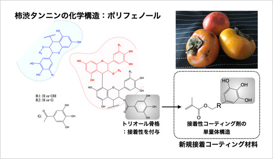 「プレスリリース中の図 : 柿渋の成分に含まれるポリフェノール骨格をもつ新規接着コーティング材料の単量体構造」の画像