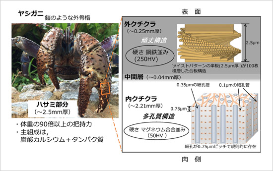 「プレスリリース中の図 : ヤシガニのハサミの内部構造の模式図」の画像
