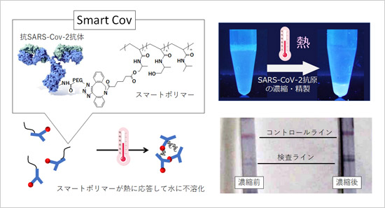 COVID-19の簡易診断の感度を劇的に向上させる濃縮・精製法の開発