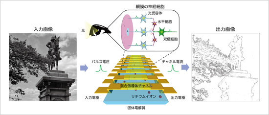 「プレスリリース中の図 : リチウムイオンの移動と相互作用を利用して網膜の神経細胞を模倣する人工視覚イオニクス素子 (中央) 。入力した画像 (左) と素子の特性を利用してエッジ強調された出力画像 (右) 。」の画像