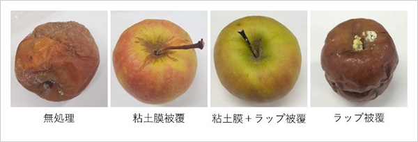 「プレスリリース中の図 : リンゴの腐敗に及ぼす粘土膜とラップの効果」の画像
