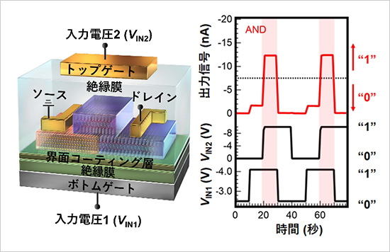 「プレスリリース中の図 :  有機デュアルゲート型アンチ・アンバイポーラトランジスタを用いた2入力論理回路の一例。」の画像