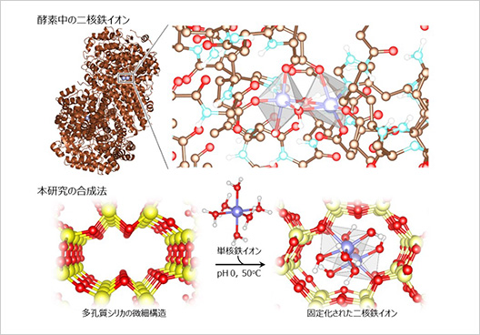 酵素中の二核鉄イオンおよび本研究の合成法の図
