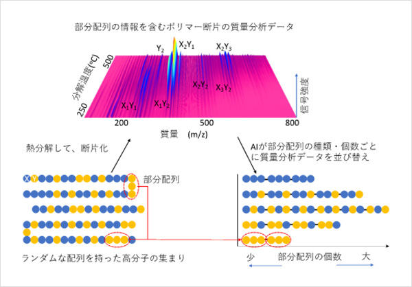 「プレスリリース中の図 :高分子鎖の仮想的再配列による部分配列の定量」の画像