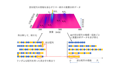 高分子鎖の仮想的再配列による部分配列の定量