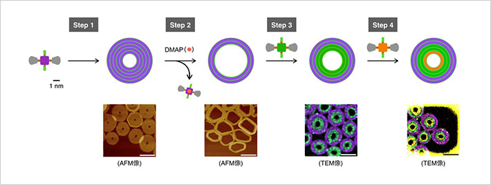 「プレスリリース中の図 :3種類のポルフィリン分子 (それぞれ異なる金属イオンを有している ; 1Zn : 紫、1Cu : 緑、1Ni : オレンジ) の配列や組成を制御して、数百ナノメートルサイズの高次構造を精密合成することに成功した。AFM像とTEM像(元素マッピング)のスケールバーはすべて200 nm。1Zn、1Cu、1Niの3層構造を合成する場合には、1Cuと1Niの添加量や添加する順番を調整することができる。」の画像