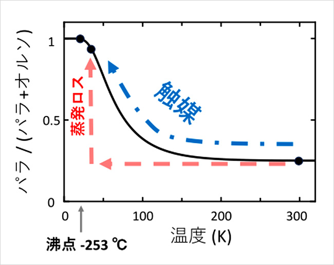 「プレスリリース中の図: オルソ水素とパラ水素の比率は、冷却速度に大きく影響される。触媒なしで水素を急冷すると、図中の赤い破線で示すように、貯蔵中に蒸発ロスが生じる。従って、液化工程の前に、オルソ水素をパラ水素に完全に変換する触媒の使用が不可欠となる (青い破線で図示) 。この工程は、貯蔵中の蒸発ロスを防ぎ、水素の取り扱い効率を高めるのに役立つ。」の画像