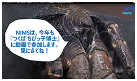 NIMSは、今年も「つくばちびっ子博士」に動画で参加します。見に来てね！