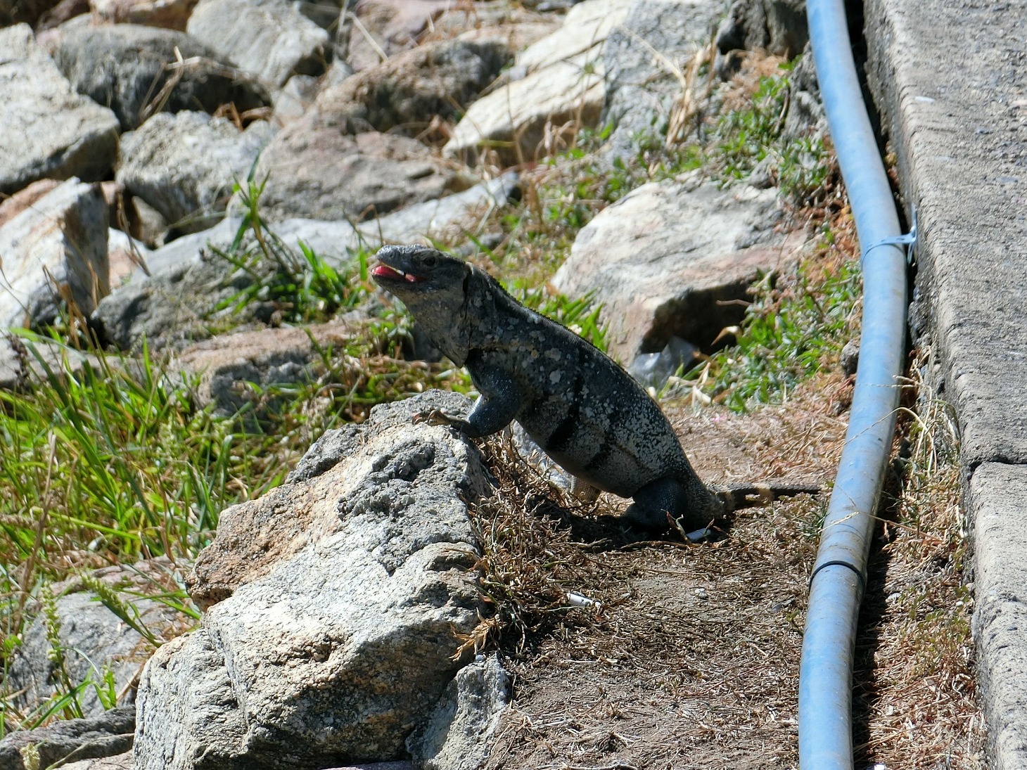 iguana, January, 2017