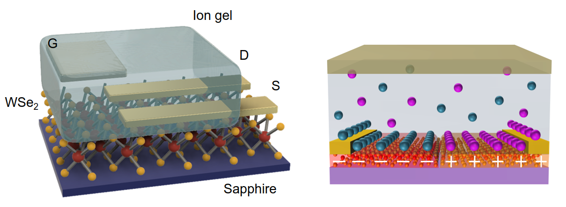 電解質ゲートトランジスタが二次元結晶に形成するpn接合