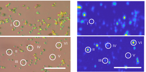 hBNの顕微鏡像と発光イメージ